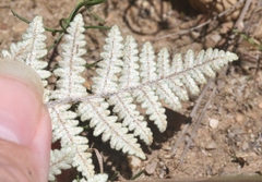Myriopteris lindheimeri