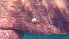 Chelonibia testudinaria