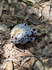 Hydnellum peckii