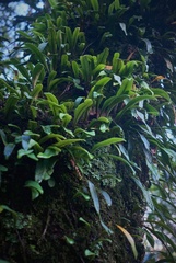 Pleopeltis polylepis