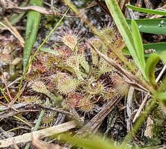 Drosera capillaris