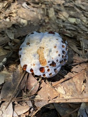 Hydnellum peckii