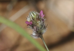 Dalea filiformis
