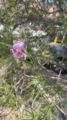 Chilopsis linearis