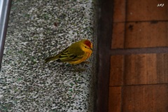 Setophaga petechia aureola