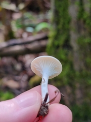 Cuphophyllus virgineus