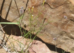 Dalea filiformis