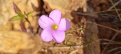 Oxalis polyphylla