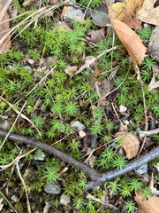 Polytrichum formosum