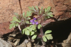 Schistophragma intermedium