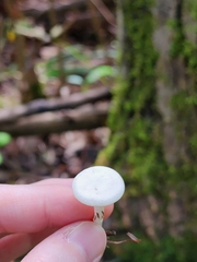 Cuphophyllus virgineus