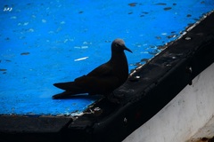 Anous stolidus galapagensis