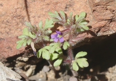 Schistophragma intermedium