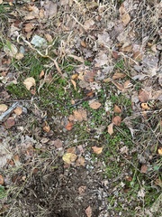 Polytrichum formosum