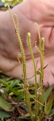 Drosera filiformis