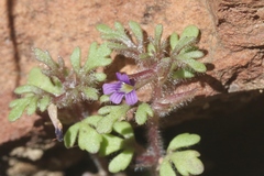 Schistophragma intermedium