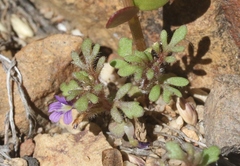 Schistophragma intermedium