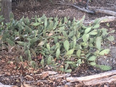 Opuntia littoralis