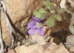 Schistophragma intermedium