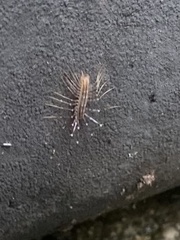 Scutigera coleoptrata