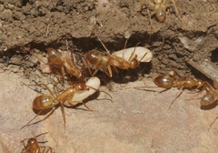 Camponotus festinatus
