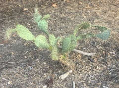 Opuntia littoralis