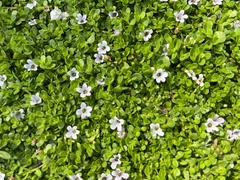 Bacopa