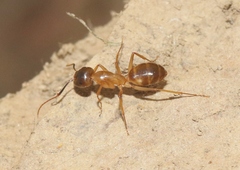 Camponotus festinatus
