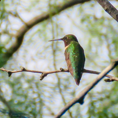 Archilochus alexandri