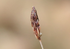 Bulbostylis capillaris