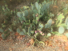 Opuntia littoralis