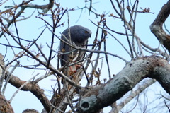 Geranospiza caerulescens