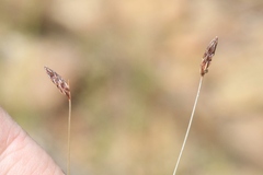 Bulbostylis capillaris