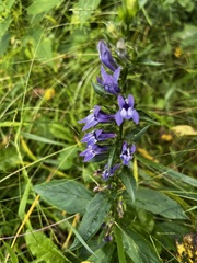 Lobelia