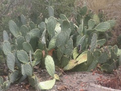Opuntia littoralis