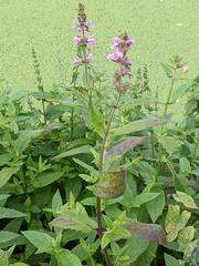 Stachys × ambigua