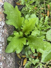 Leucanthemum maximum