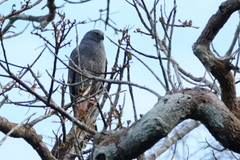 Geranospiza caerulescens