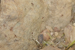 Bulbostylis capillaris