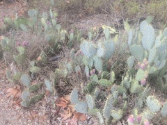 Opuntia littoralis
