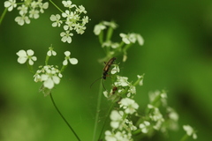 Alosterna tabacicolor