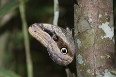 Caligo placidianus