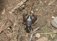 Gryllus montis