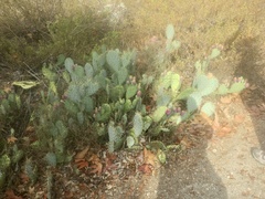Opuntia littoralis