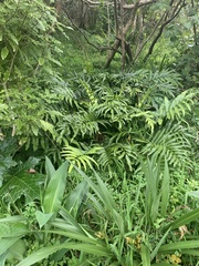 Asplenium oblongifolium