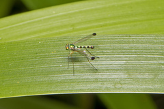 Amblypsilopus zonatus