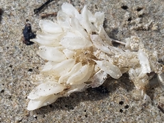 Ocenebrinae