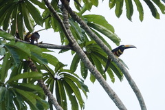 Pteroglossus pluricinctus