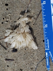 Ocenebrinae