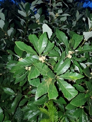 Quercus prinoides